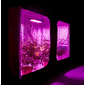 LED_grow_pestovani_1000W_6.png